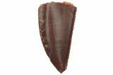 Serrated, Raptor Tooth - Real Dinosaur Tooth #219604-1
